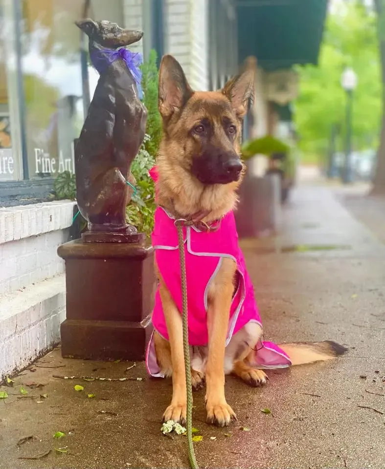 Precision Fit™ Dog Hooded Raincoat Reflective 6 LBS - 130 LBS